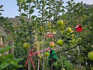 솔바람 님의 사과 · 영농일지 작성글 사진