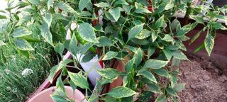 게으른농부님의 고추 · 병해충상담 작성글 사진