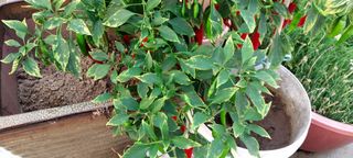 게으른농부님의 고추 · 병해충상담 작성글 사진