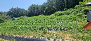 보민님의 들깨 · 영농일지 작성글 사진