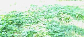 보민님의 들깨 · 영농일지 작성글 사진