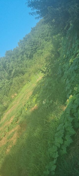 보민님의 들깨 · 영농일지 작성글 사진