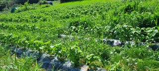 보민님의 들깨 · 영농일지 작성글 사진