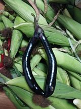 팜모닝 자유주제·자유게시판 게시글 이미지