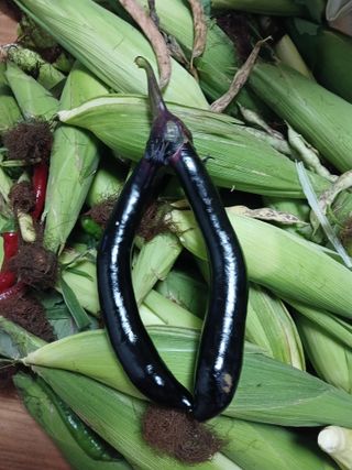 농사정보배우고싶어요님의 자유주제 · 자유게시판 작성글 사진