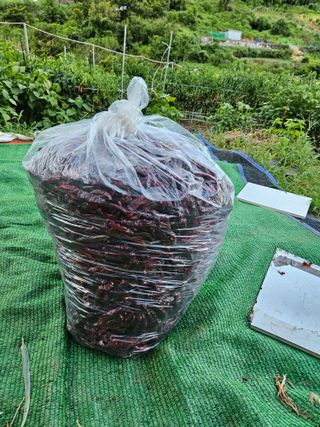 창호리초보농부님의 고추 · 영농일지 작성글 사진