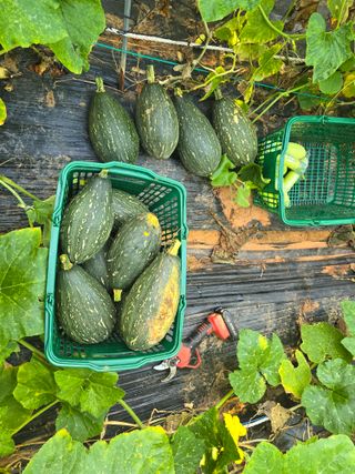 화니네농장님의 호박 · 영농일지 작성글 사진