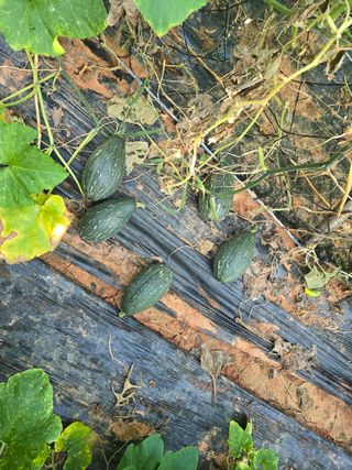 화니네농장님의 호박 · 영농일지 작성글 사진