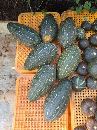 화니네농장님의 호박 · 영농일지 작성글 사진