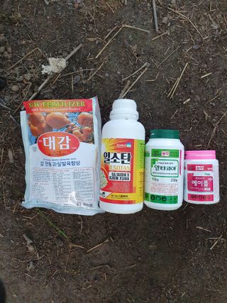 서선옥님의 감 · 영농일지 작성글 사진