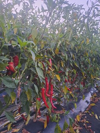 곽해영님의 고추 · 병해충상담 작성글 사진