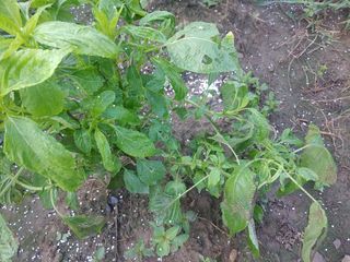 표태환님의 들깨 · 병해충상담 작성글 사진