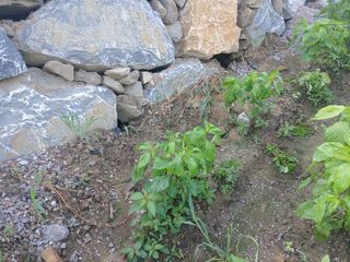 표태환님의 들깨 · 병해충상담 작성글 사진