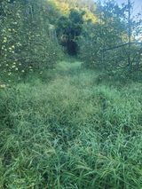 팜모닝 사과·영농일지 게시글 이미지