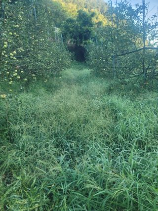 김성명님의 사과 · 영농일지 작성글 사진