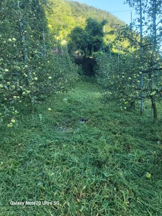 김성명님의 사과 · 영농일지 작성글 사진
