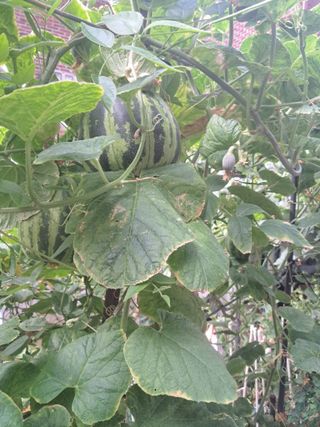 문현자 님의 기타작물 · 영농일지 작성글 사진