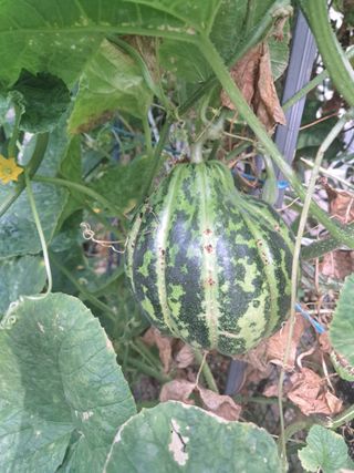 문현자 님의 기타작물 · 영농일지 작성글 사진