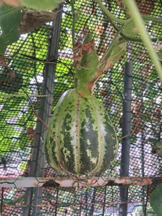 문현자 님의 기타작물 · 영농일지 작성글 사진