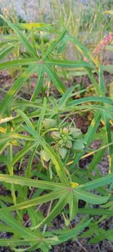 팜모닝 자유주제·자유게시판 게시글 이미지