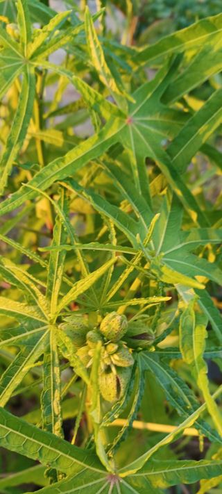 고풍마님님의 자유주제 · 자유게시판 작성글 사진