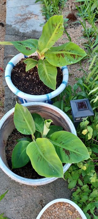 고풍마님님의 자유주제 · 자유게시판 작성글 사진