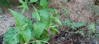 고풍마님님의 자유주제 · 자유게시판 작성글 사진