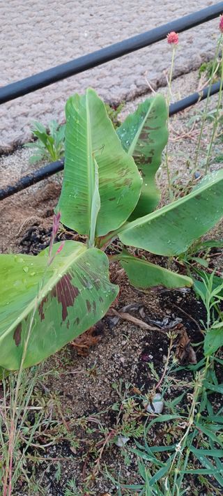 고풍마님님의 자유주제 · 자유게시판 작성글 사진