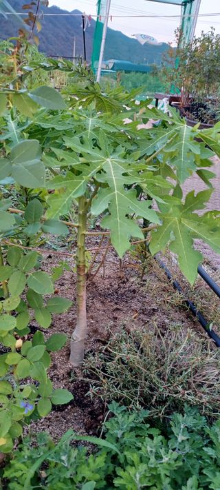 고풍마님님의 자유주제 · 자유게시판 작성글 사진