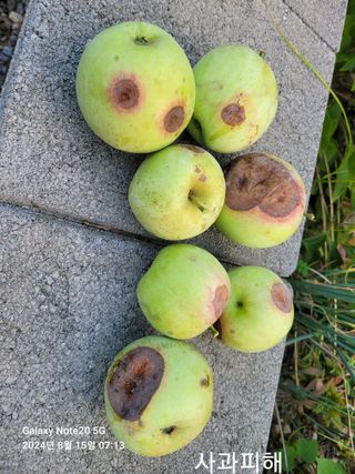 김성식님의 사과 · 병해충상담 작성글 사진