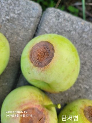 김성식님의 사과 · 병해충상담 작성글 사진