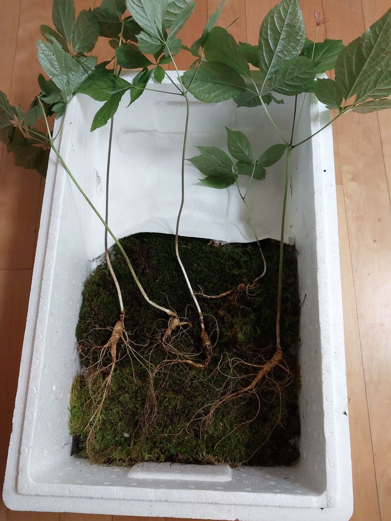 장터 상품 [야생산삼 ] 썸네일