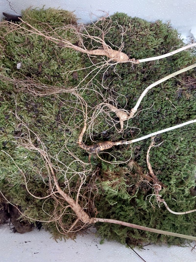 김봉호님의 장터 판매 상품 [야생산삼 ] 첨부 사진