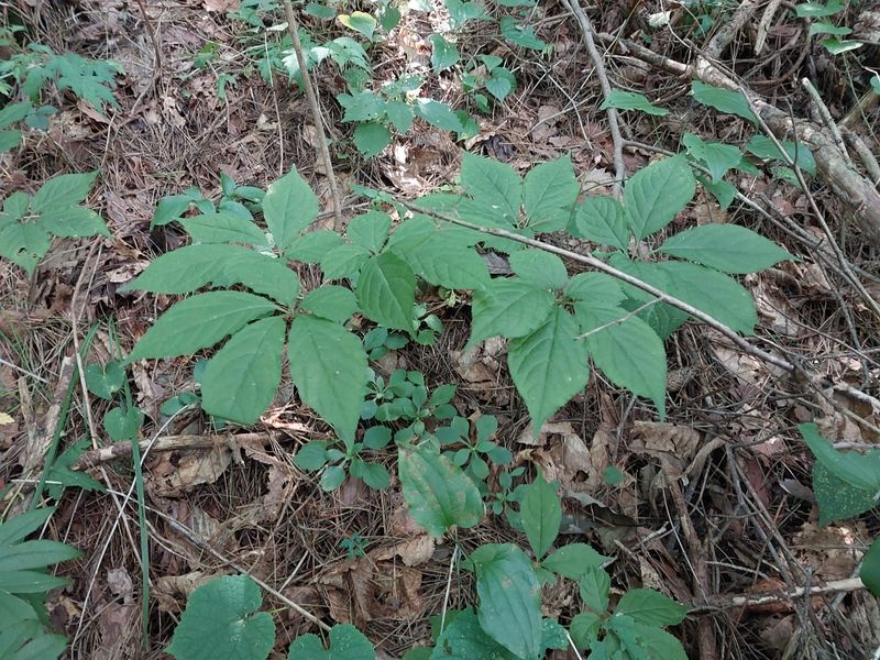 김봉호님의 장터 판매 상품 [야생산삼 ] 첨부 사진