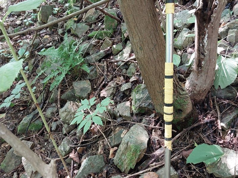 김봉호님의 장터 판매 상품 [야생산삼 ] 첨부 사진