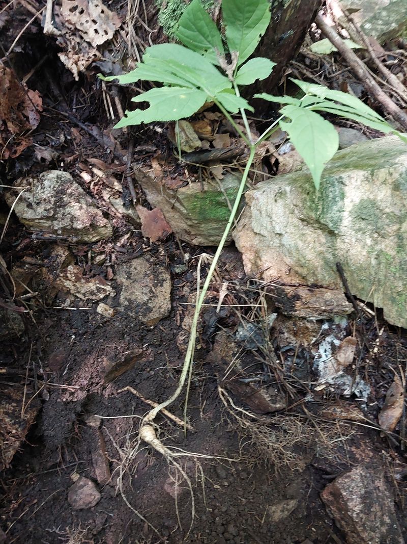 김봉호님의 장터 판매 상품 [야생산삼 ] 첨부 사진