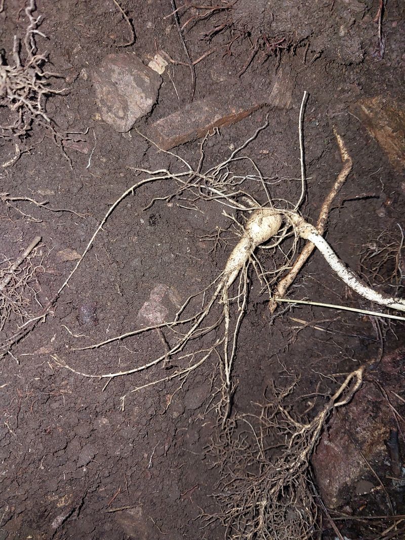 김봉호님의 장터 판매 상품 [야생산삼 ] 첨부 사진