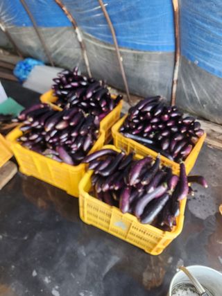 김학용님의 기타작물 · 영농일지 작성글 사진