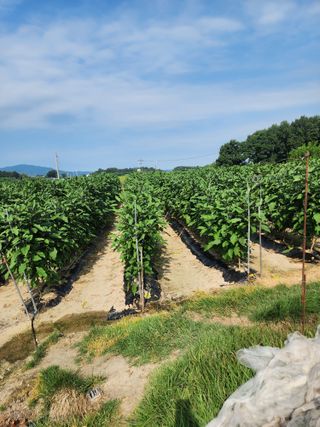 김학용님의 기타작물 · 영농일지 작성글 사진