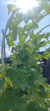 팜모닝 오이·영농일지 게시글 이미지