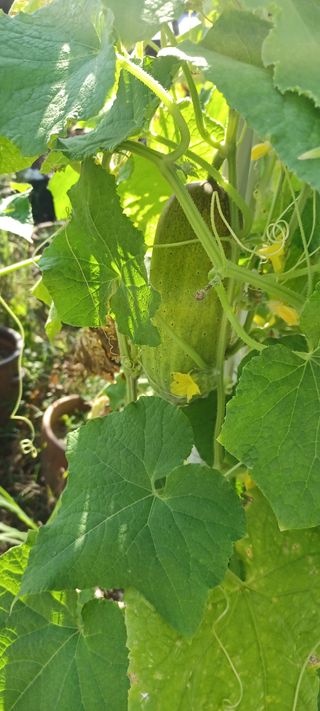 마늘17273님의 오이 · 영농일지 작성글 사진