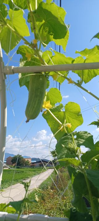 마늘17273님의 오이 · 영농일지 작성글 사진