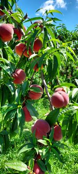 팜모닝 자유주제·사진전 게시글 이미지