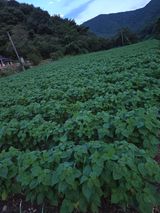 팜모닝 들깨·영농일지 게시글 이미지