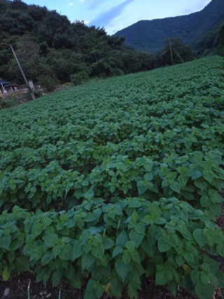 오나윤님의 들깨 · 영농일지 작성글 사진