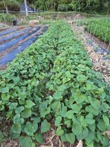 팜모닝 고구마·영농일지 게시글 이미지