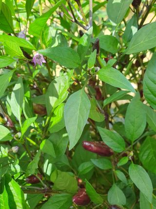 블루베리14534님의 자유주제 · 자유게시판 작성글 사진