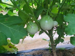 블루베리14534님의 자유주제 · 자유게시판 작성글 사진