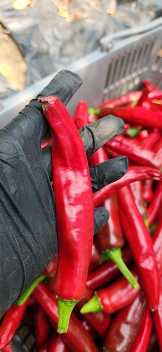 알 수 없음님의 고추 · 병해충상담 작성글 사진