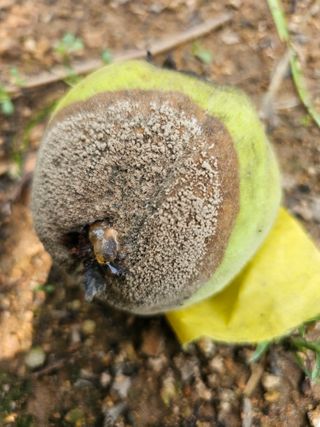 HJK님의 복숭아 · 병해충상담 작성글 사진